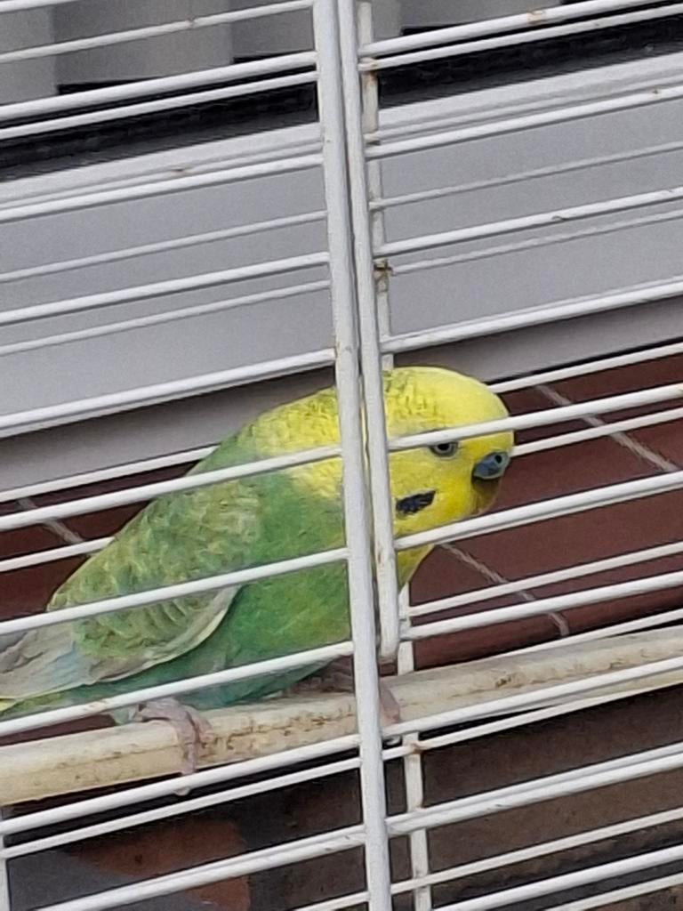 Parkiet man inclusief kooi, Dieren en Toebehoren, Vogels | Parkieten en Papegaaien, Mannelijk, Parkiet