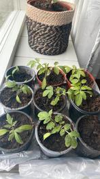 Tomatenplantjes biologisch geteeld, Ophalen, Eenjarig, Groenteplanten, Volle zon