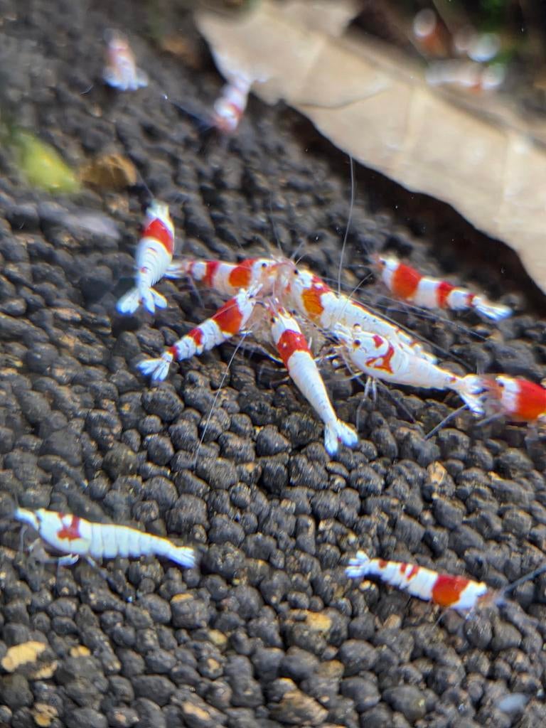 Crystal red prl, Dieren en Toebehoren, Vissen | Aquariumvissen, Kreeft, Krab of Garnaal