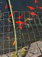 Vijverplanten en vissen, Tuin en Terras, Vijvers, Ophalen of Verzenden, Gebruikt