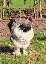 Brahma haan, Dieren en Toebehoren, Pluimvee, Mannelijk, Kip