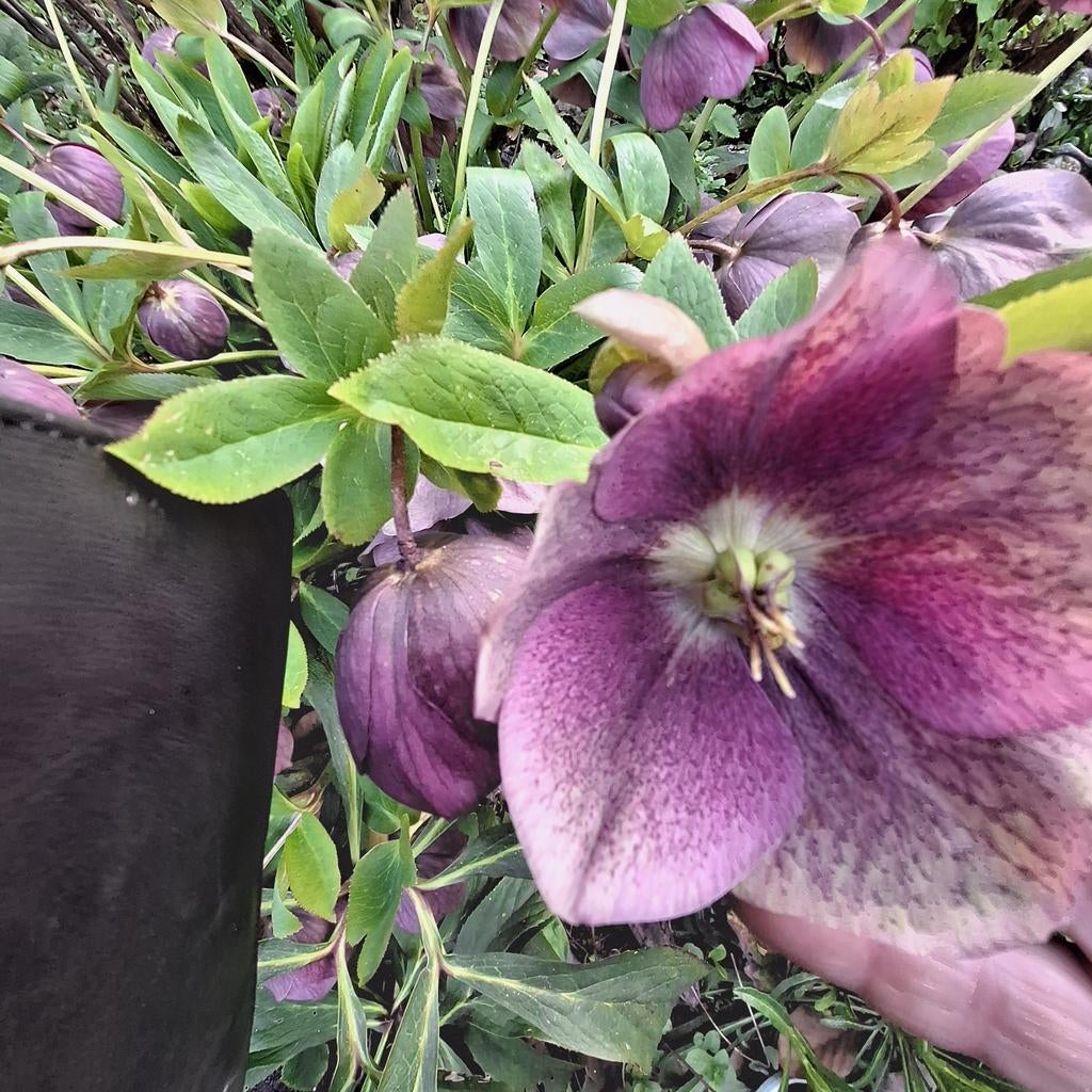 Grote helleborus planten, Overige soorten, Volle zon, Vaste plant, Ophalen of Verzenden