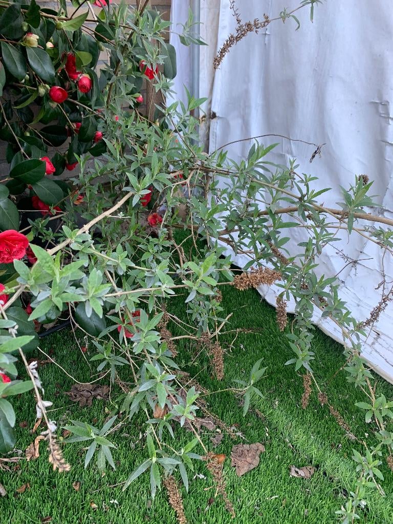 vlinderstruik roze achtige bloemen, Tuin en Terras, Planten | Struiken en Hagen, Ophalen, Vlinderstruik, Struik, Minder dan 100 cm