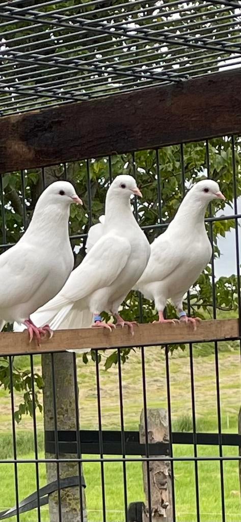 ️Mooie Witte Pauwstaart Duiven️, Meerdere dieren, Overige soorten