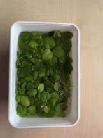 Nieuwe oogst drijfplantjes, Dieren en Toebehoren, Ophalen, Nieuw, Plant(en), Steen of Hout