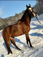 Super lieve recratie ruin, Ruin, Recreatiepaard