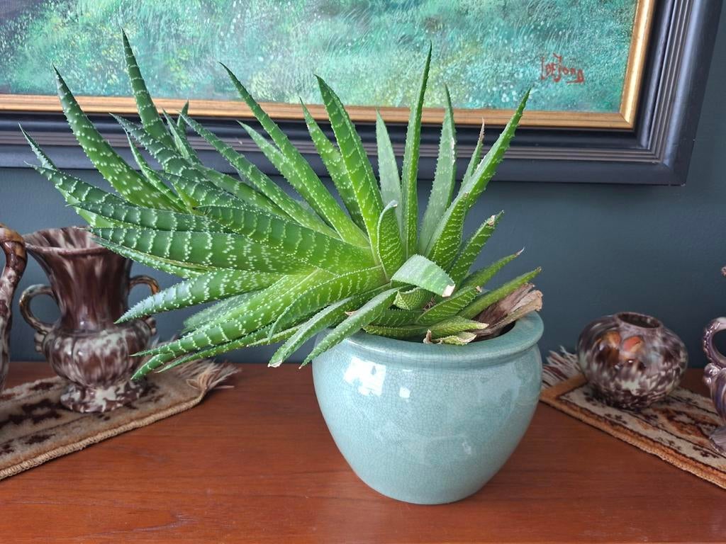 Aloë plant in pot, Huis en Inrichting, Kamerplanten, Ophalen, Vetplant, Halfschaduw, In pot