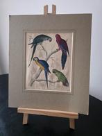 Prachtige antieke vogelprent – handgekleurde staalgravure, Ophalen of Verzenden