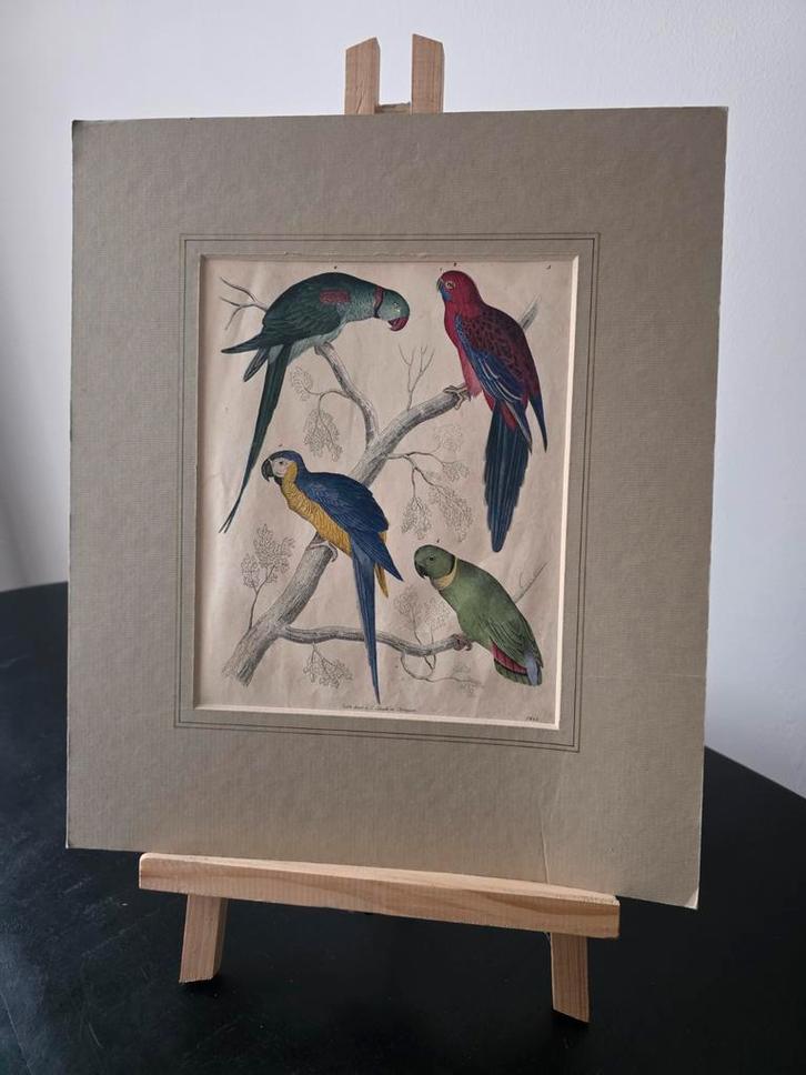 Prachtige antieke vogelprent – handgekleurde staalgravure, Antiek en Kunst, Kunst | Etsen en Gravures, Ophalen of Verzenden