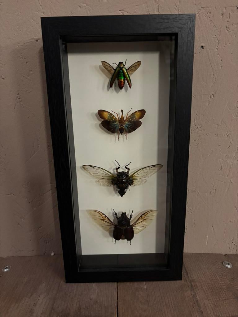 Mooie langwerpige lijst met vier insecten, Verzamelen, Dierenverzamelingen, Ophalen of Verzenden, Nieuw, Insect, Opgezet dier