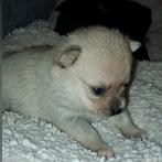 POMMERIAN X CHIHUAHUA TEEFJE&REUTJE KLEIN, Dieren en Toebehoren, Keeshond, Meerdere, Meerdere dieren, Nederland