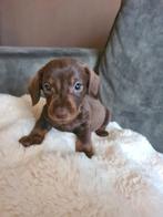 Kleine Teckel pups te koop, Dieren en Toebehoren, Parvo, 8 tot 15 weken, Korthaar, Dwerg