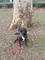 Zwarte charcoal labrador pups, Parvo, 8 tot 15 weken, Labrador retriever, Meerdere