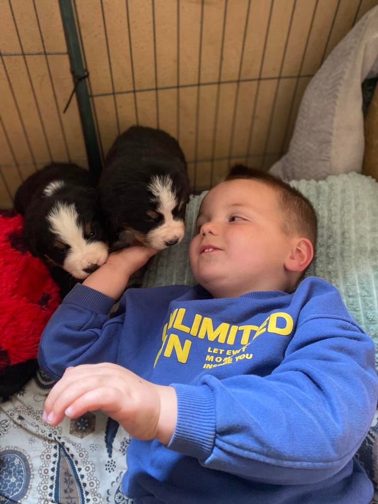 Mijn lieve berner (genetisch getest) heeft puppys!, Parvo, Meerdere, Meerdere dieren, Nederland