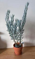 Curio Mount Everest - Senecio Ficoides  met pot 95 cm hoog, Ophalen, Halfschaduw, Minder dan 100 cm