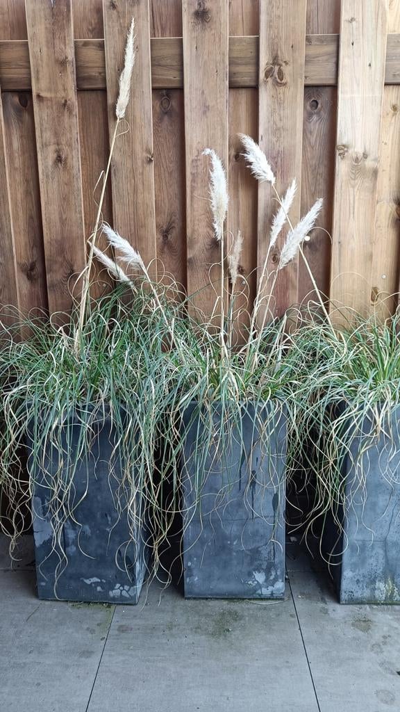 3 potten met planten (Pampasgras) - Hoog 70cm, Gebruikt, Minder dan 60 cm, Vierkant, Ophalen of Verzenden