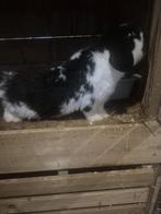 Nederlandse hangoor dwerg rammetje 🩵🐰 ! Lees advertentie!, Mannelijk, Hangoor, 0 tot 2 jaar