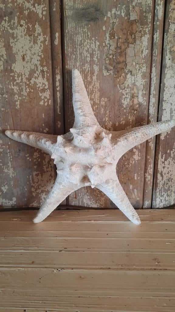 Ster zeester (nuzzelspul, Antiek en Kunst, Curiosa en Brocante, Ophalen of Verzenden