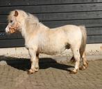 Te koop super leuke en lieve shetlander, Meerdere dieren