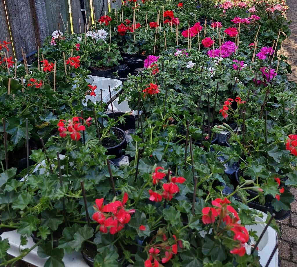 Zomerbloeiers Geranium, Hangpetunia, Knolbegonia eva soorten, Tuin en Terras, Planten | Tuinplanten, Ophalen, Eenjarig, Overige soorten