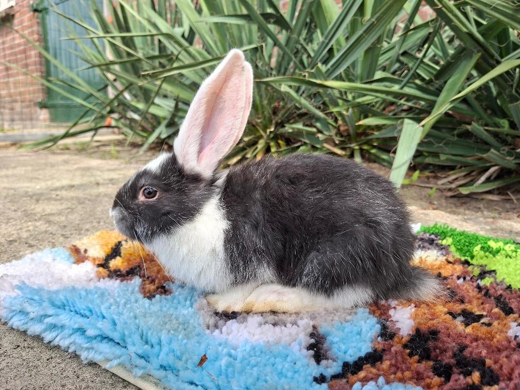 Duitse Reus, Dieren en Toebehoren, Konijnen, Mannelijk, Groot, 0 tot 2 jaar