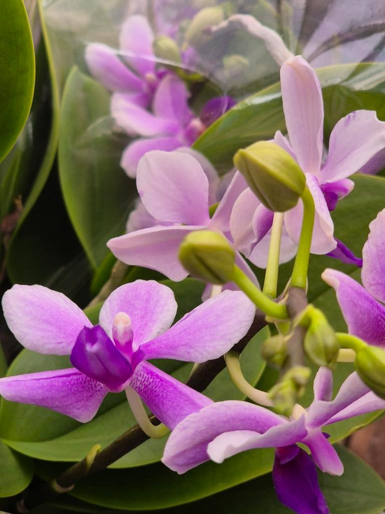 Orchidee Phalaenopsis Wild mini p9