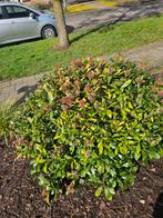 Skimmia japonica, Ophalen, Overige soorten, Minder dan 100 cm