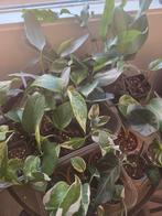 N'Joy Marble Queen Emerald Silver Sword Regal Shield 50 cent, Huis en Inrichting, Kamerplanten, Groene kamerplant, Ophalen, Halfschaduw