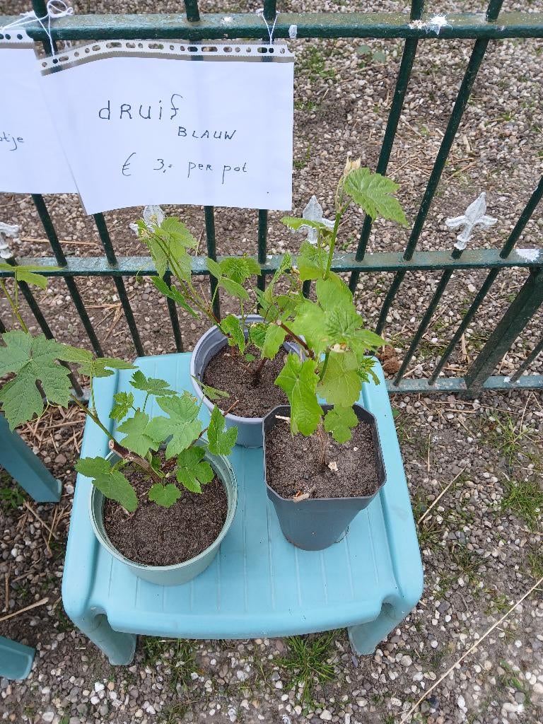 Druivenplant blauwe druif, Ophalen, Minder dan 100 cm, Overige soorten, Zomer