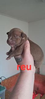 American pitbull terriër pups met stamboom, 8 tot 15 weken, Bulldog, Meerdere, Meerdere dieren