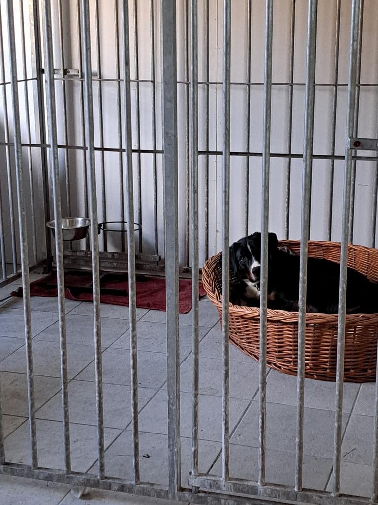 Gezocht: kennelpaneel kennelpanelen B 2.00 H 1.84 deur links, Ophalen, Hondenkennel, 100 cm of meer, 110 cm of meer