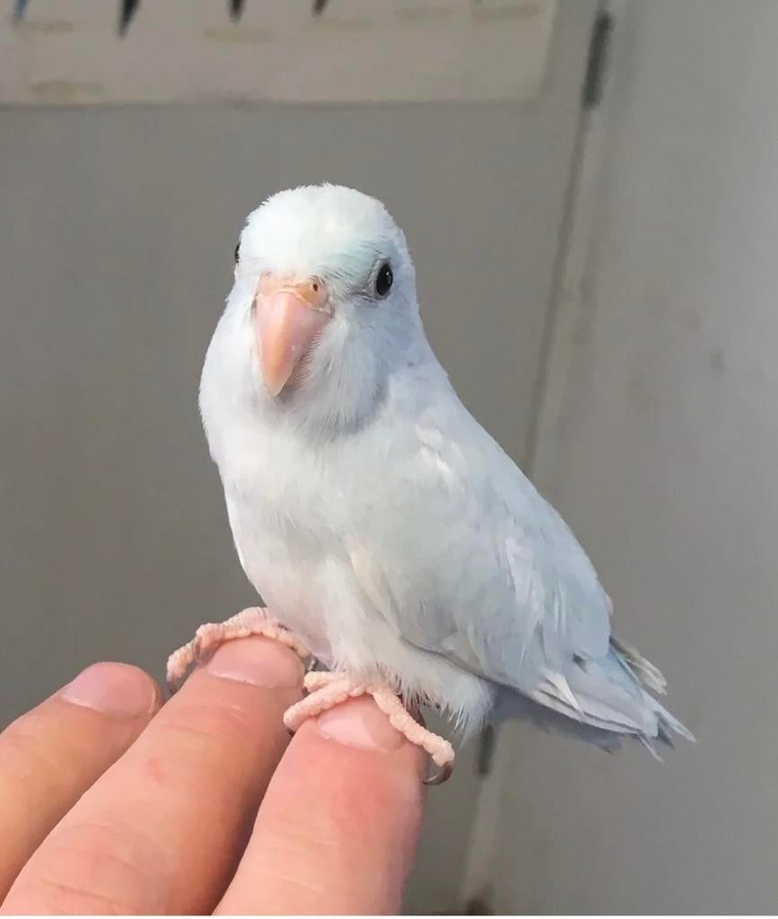 Gezocht tamme of jonge forpussen, Dieren en Toebehoren, Meerdere dieren, Papegaai