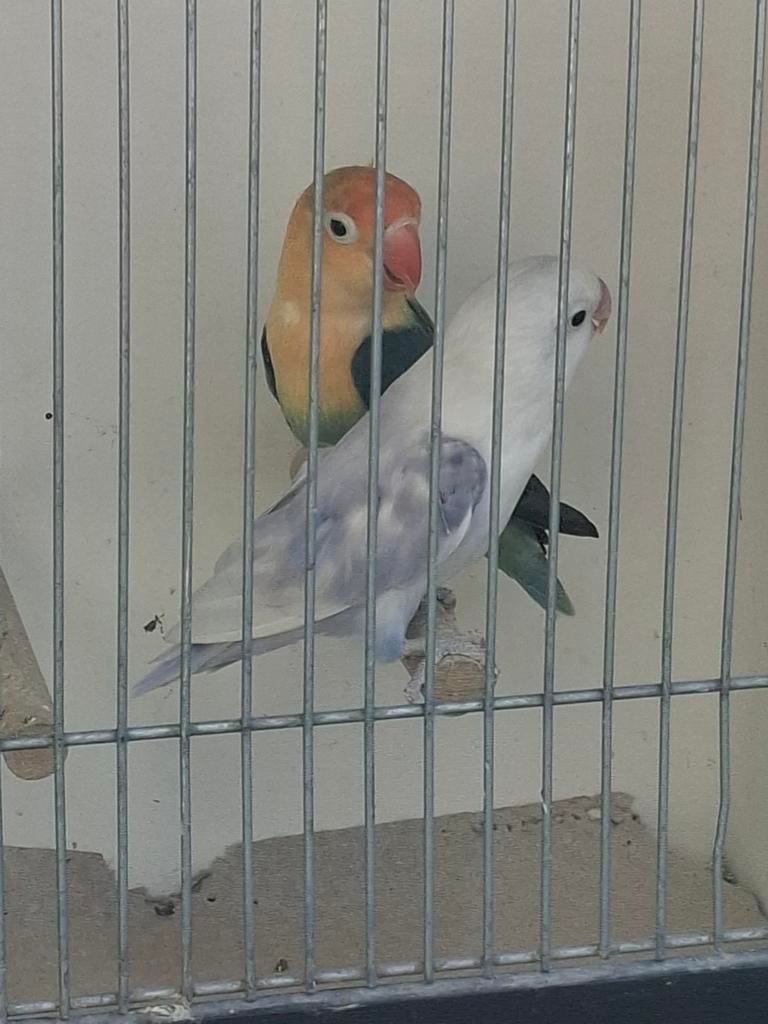 Koppel fisheries, Dieren en Toebehoren, Vogels | Parkieten en Papegaaien, Meerdere dieren, Parkiet