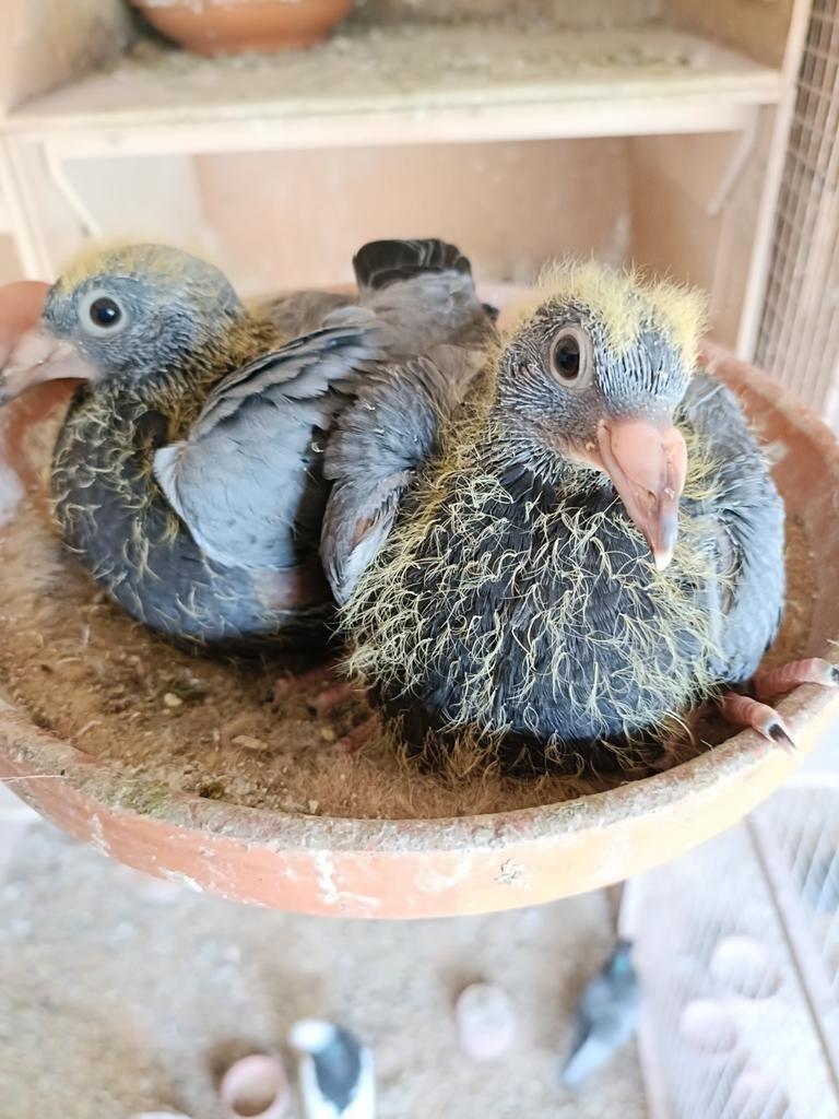 Jonge postduiven uit bewezen koppel kwekers, Meerdere dieren, Postduif