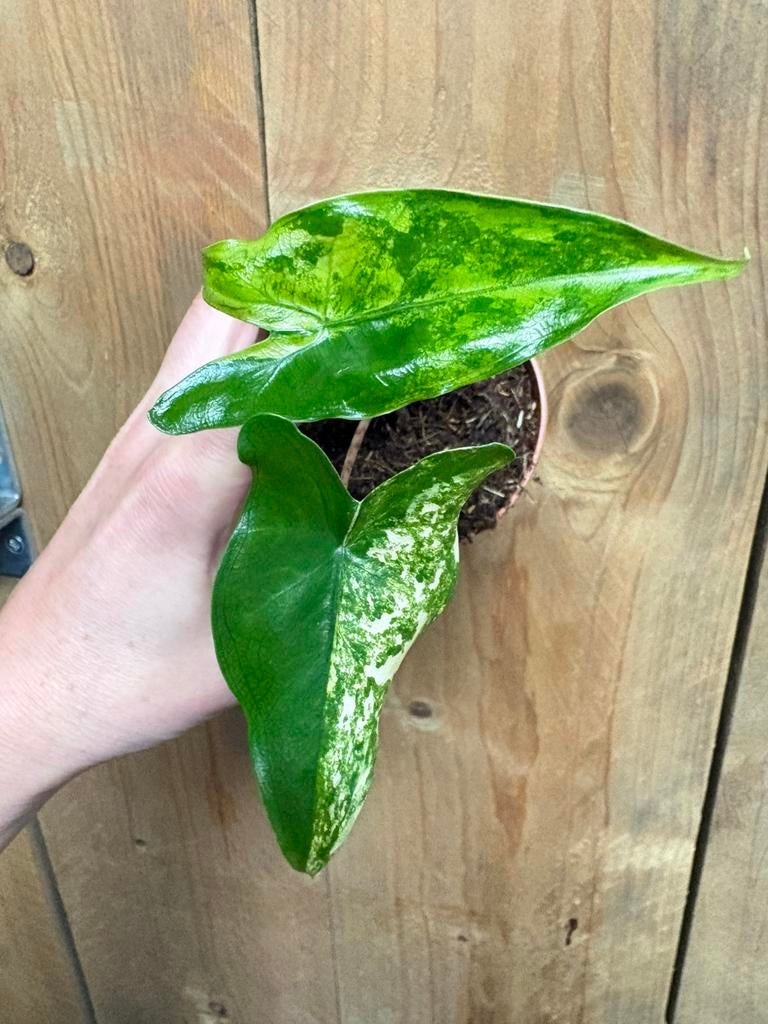 Alocasia tigrina superba variegata albo mint aurea plant, Huis en Inrichting, Kamerplanten, Ophalen of Verzenden, Halfschaduw