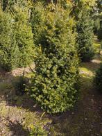 De mooiste volle Taxus Baccata bomen staan in Milheeze, Overige soorten, Lente, 100 tot 250 cm, Ophalen