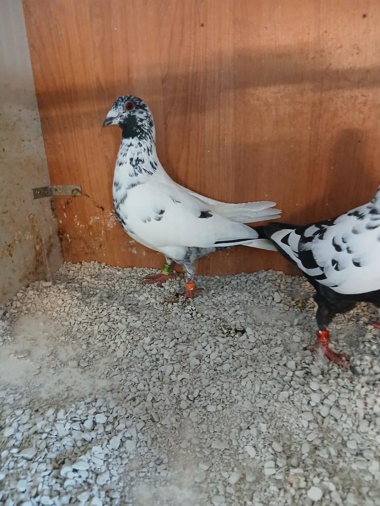 Koppel kleur postduiven, Meerdere dieren, Postduif