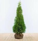 13 coniferen thuja smaragd, Ophalen of Verzenden, Bloeit niet, Overige soorten, Volle zon
