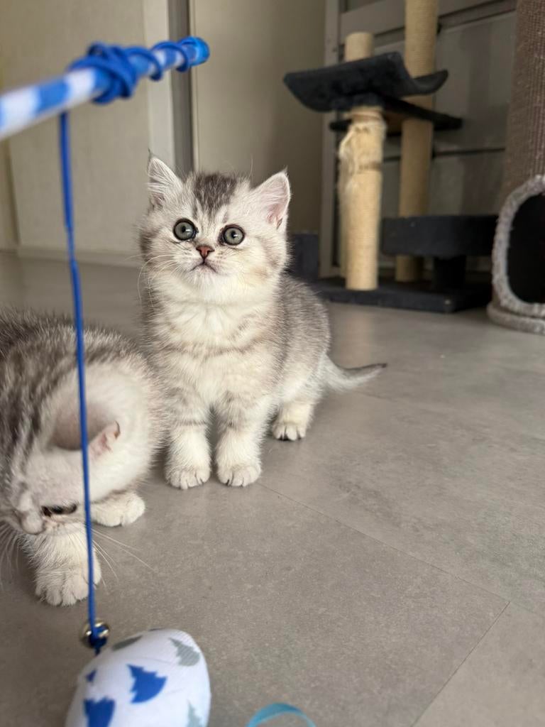 BRITSEKORTHAAR kitten, Dieren en Toebehoren, Kater, Met stamboom