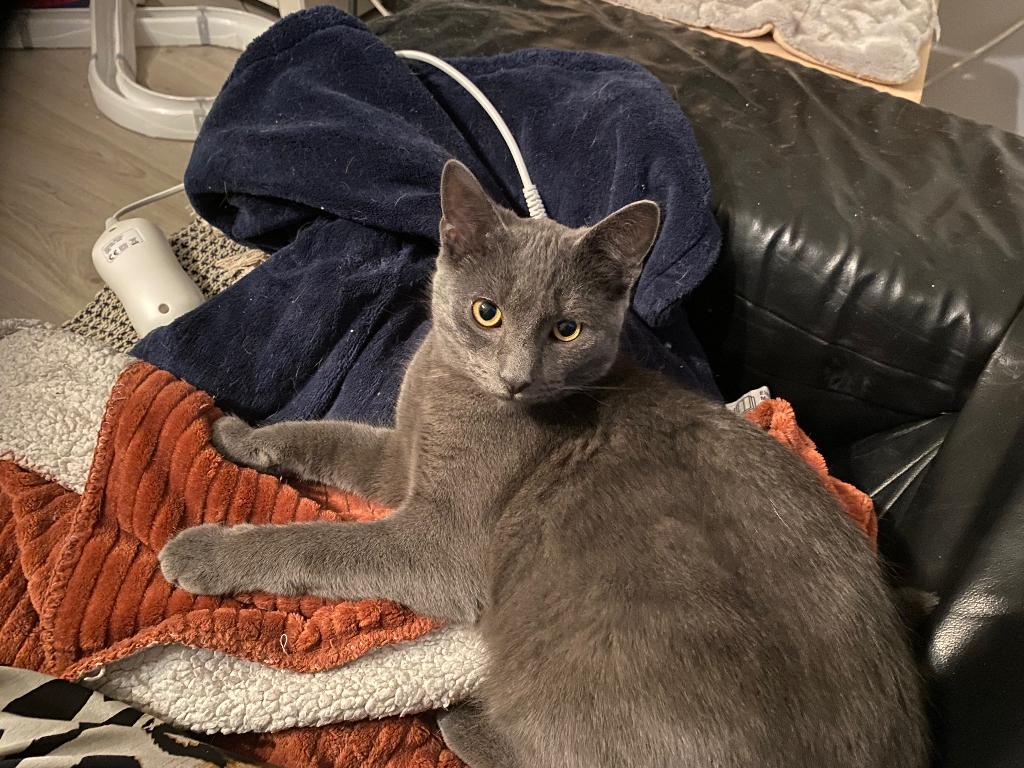 Grijze kater, Dieren en Toebehoren, Kater, Gechipt, 3 tot 5 jaar