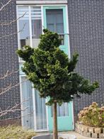 Prachtige conifeer 1.80m in nieuwe pot, Ophalen
