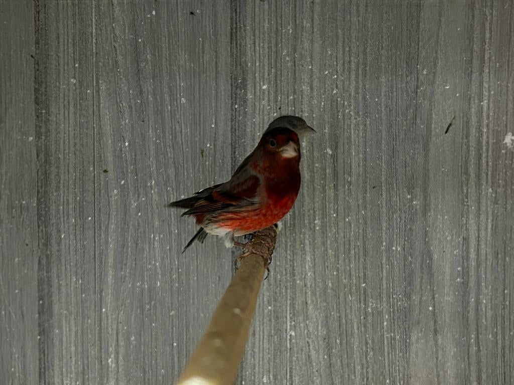 F1 kapoetsijs x kanarie  man, Dieren en Toebehoren, Vogels | Overige Vogels, Mannelijk