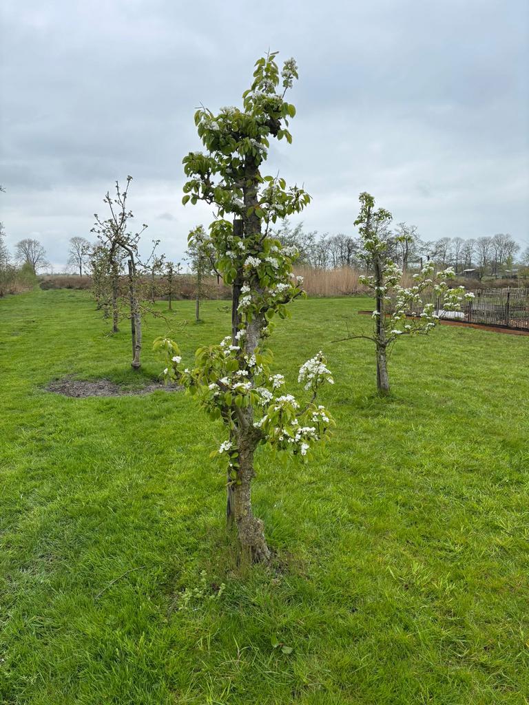Oude fruitbomen: peer Conference. Meerdere beschikbaar, Ophalen, Lente, 250 tot 400 cm, Perenboom