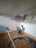 rijstvogels roodmussen kwartels, Meerdere dieren