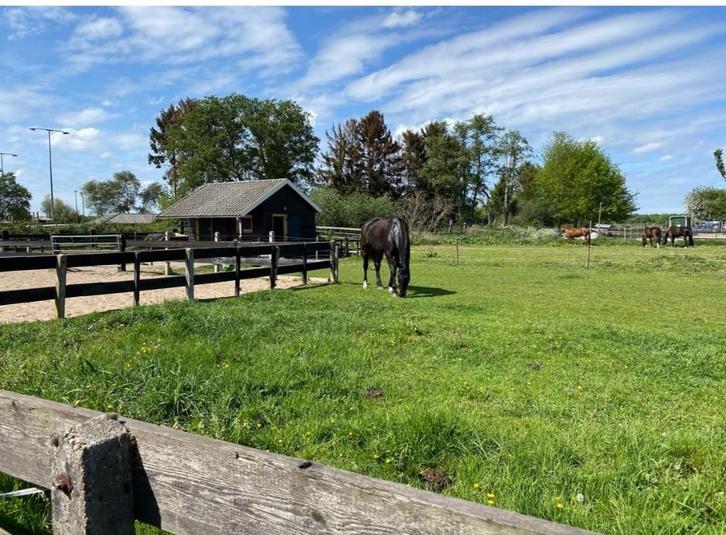 Stal met uitloop kleinschalige privéstal nabij bos, Dieren en Toebehoren, Stalling en Weidegang, Stalling