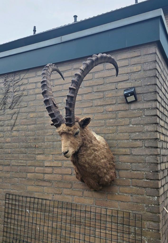 Grote ibex taxidermie opgezette steenbok geit hoorns, Verzamelen, Ophalen of Verzenden, Zo goed als nieuw, Hert, Opgezet dier