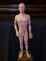 Acupunctuur mannetje, Ophalen of Verzenden