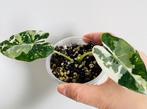 Alocasia frydek variegata, Huis en Inrichting, Kamerplanten, Ophalen of Verzenden, Halfschaduw, Minder dan 100 cm