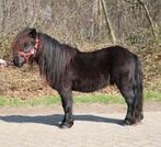 Te koop super leuke en lieve kinder shetlander pony  ruin, Dieren en Toebehoren, Pony's, Ruin, A pony (tot 1.17m), Met stamboom
