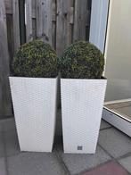 Bloempotten met buxus bol, Ophalen, Rond, Kunststof, Minder dan 30 cm